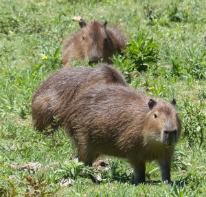 Capybara