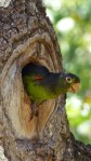 An Amazon peers out to check us out from a hole in a tree above our campsite