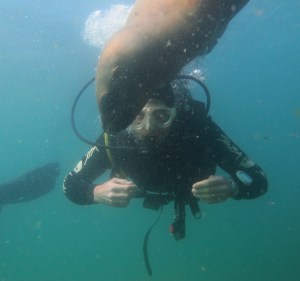 A sea lion checks us divers out (picture by Scuba Duba)
