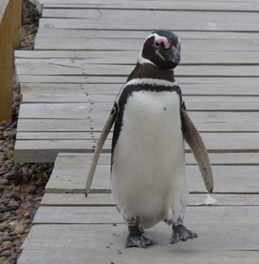 A Magellanic penguin
