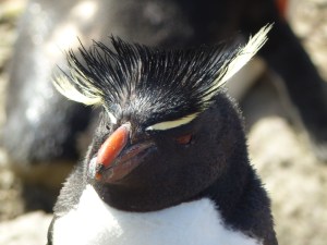 YVD image-458-December 29, 2014