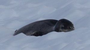 Leopard Seal lazily digests its lunch lying on the ice