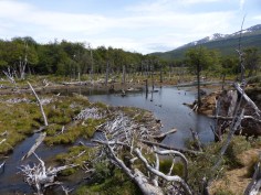 Beaver damage in Tierra del Fuego...