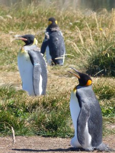 The regal King Penguin