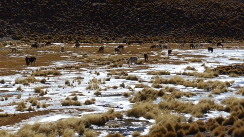 YVD image-171-July 11, 2015