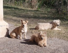 YVD image-2-June 17, 2015