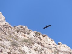 YVD image-4-June 17, 2015