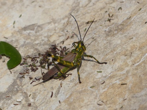 YVD image-75-June 27, 2015