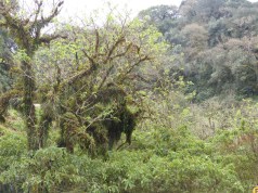 YVD image-85-June 28, 2015