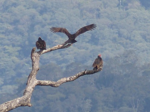 YVD image-91-June 28, 2015