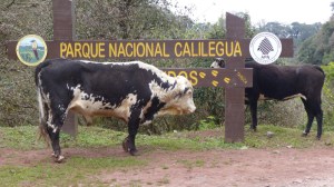 YVD image-94-June 28, 2015