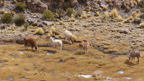 Llamas feeding in a frozen valley