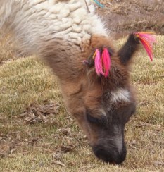 I like to wear pretty earrings...