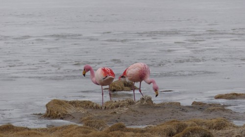 YVD image-1563-August 13, 2015