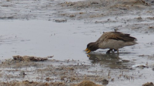 YVD image-1564-August 13, 2015