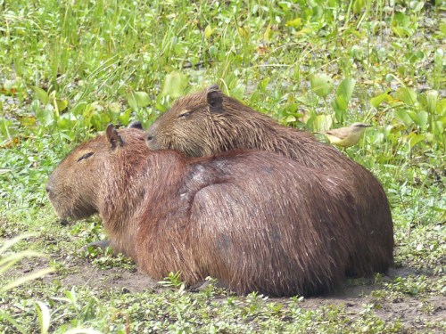 Good weather for Capybaras (fondly known as Happy Capys by us)