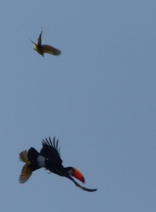 Each time this Toucan flew by, it was chased off and mobbed by other birds (it is an egg eater)