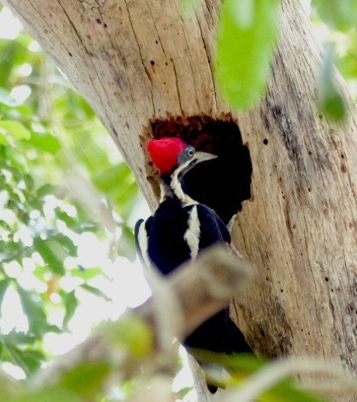 Such as this woodpecker that tapped away, working hard inside this hole in the tree above the van for 3 days before we finally spotted it in person