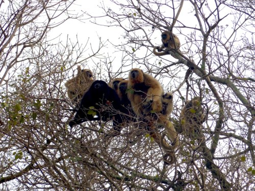 The family of Howler Monkeys that woke us up with their "singing" at crack of dawn