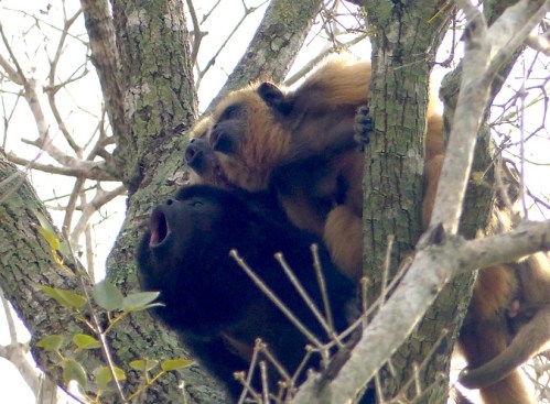 The core trio of singers in perfect (sort of) harmony - male (black) and two females (orange)