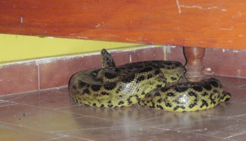 Another anaconda encounter - this one had crept into one of the cool(er) hostel rooms at the camp