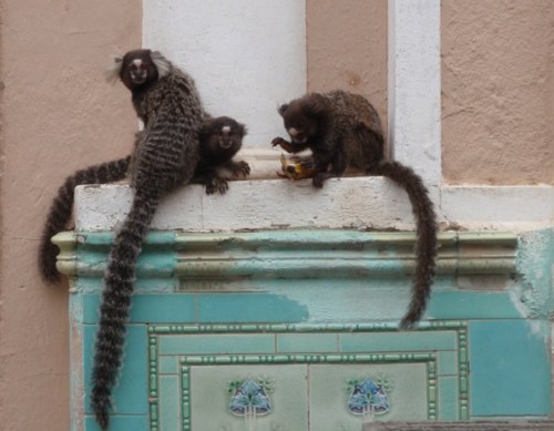 Marmosets roam around eating what they can find like squirrels in London