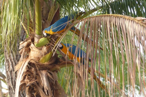 Blue and yellow macaws pause for a snack in a tree next to the van