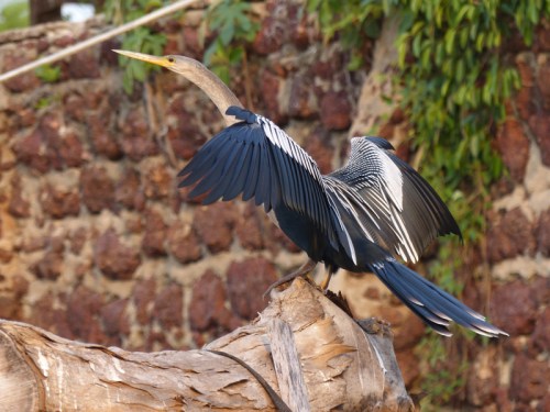 An Anhinga watches for side-catch opportunities at the hotel