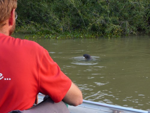 Excitedly getting a look at our first Giant Otter - we didn't know there would be more later...
