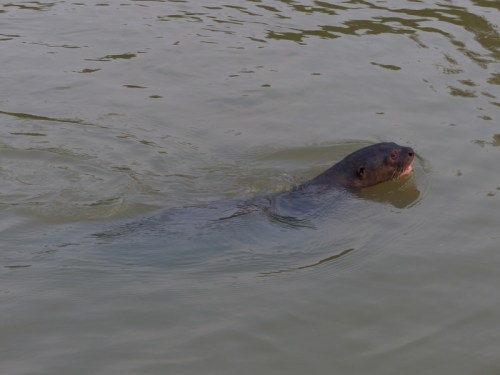 They can be up to 2m long