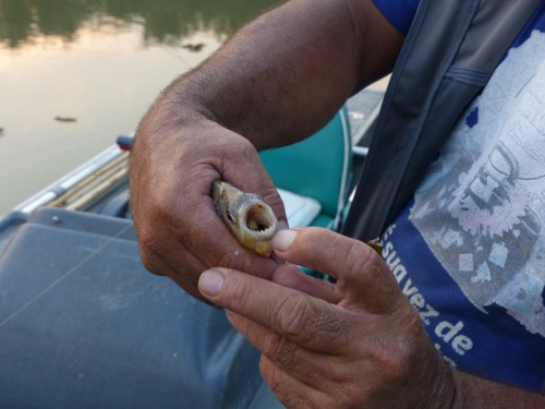 They're the ones with the teeth!