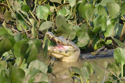 The Caimans seemed to be enjoying themselves too!