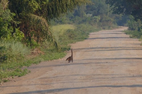Coati crossing the road in front of us