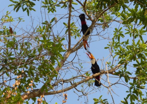 A pair of Toucans have an altercation in a tree above us