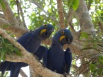 Hycinth Macaws asking us to turn the heat down