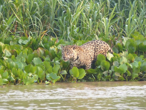 The first of 5 we saw that day - this one on patrol along the rivers edge