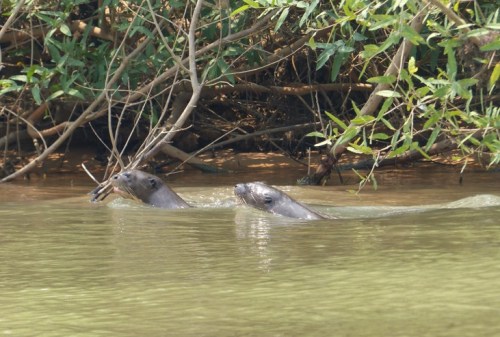 Following a group of Giant Otters swimming down river