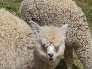 YVD blog 22 image-54-December 20, 2015