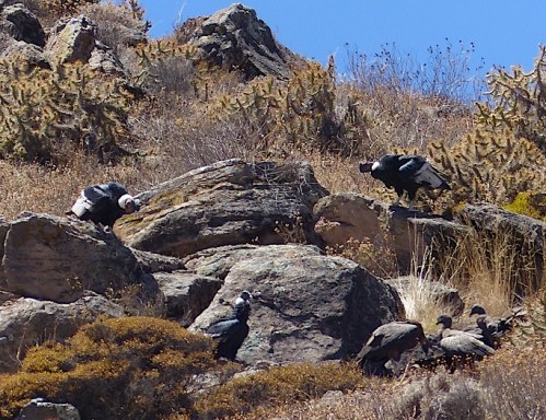 YVD blog 25 image-39-January 22, 2016