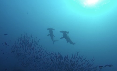 54-YVD blog 29-July 16, 2016