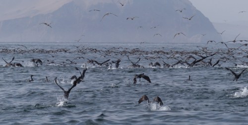 41-YVD bird blog-February 10, 2016